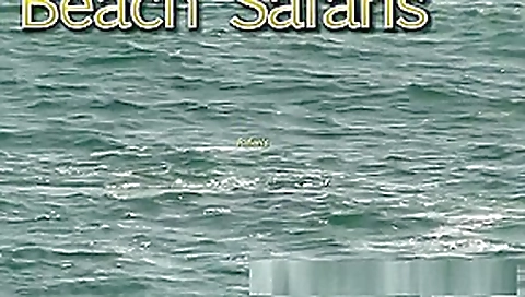 Rafians Beach Safaris 32