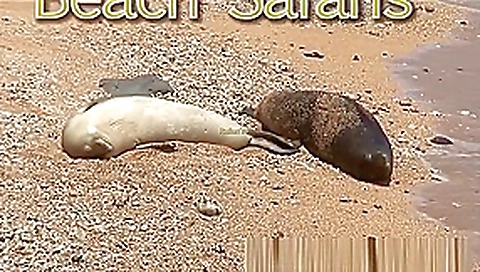 Rafians Beach Safaris 22