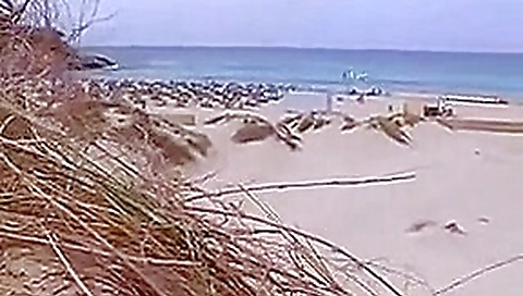 Sex on the beach Sex on the beach