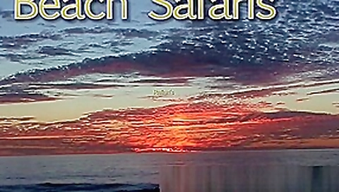 Beach Safaris 33