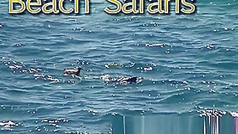 Rafian Beach Safaris 25 HD