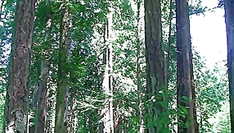 Filthy fat pig is gets ass fucked in the forest Filthy fat pig is gets ass fucked in the forest